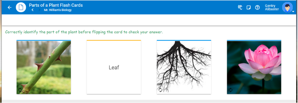 This window shows the same images as the previous window, but the back of the leaf image displays the word leaf.